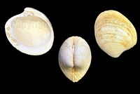 Pelecyora suborbicularis